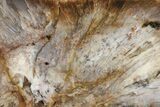 Polished Petrified Tropical Hardwood Slab - Texas #236534-1